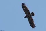 Aigle pomarin, Clanga pomarina