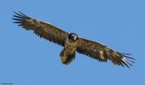 Gypate barbu, Gypaetus barbatus