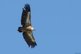 Vautour fauve, Gyps fulvus