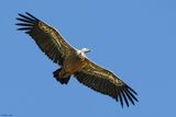 Vautour fauve, Gyps fulvus