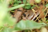 Vipre aspic, Vipera aspis aspis