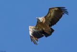 Vautour fauve, Gyps fulvus