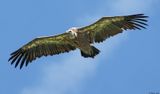 Vautour fauve, Gyps fulvus
