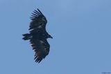 Vautour moine, Aegypius monachus