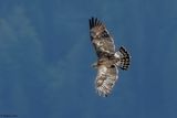 Circate Jean-le-Blanc, Circaetus gallicus