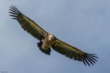 Vautour fauve, Gyps fulvus