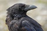 Corneille noire, Corvus corone
