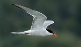 Sterne pierregarin, Sterna hirundo