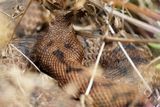 Vipre aspic, Vipera aspis aspis
