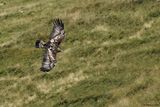 Aigle royal, Aquila chrysaetos