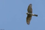 Epervier dEurope, Accipiter nisus
