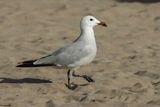 Golland dAudouin, Larus audouinii