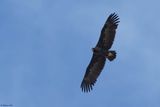 Vautour moine, Aegypius monachus
