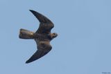 Faucon plerin, Falco peregrinus brookei
