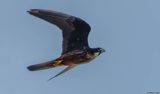 Faucon dElonore, Falco eleonorae