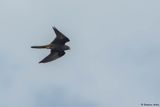 Faucon dElonore, Falco eleonorae