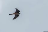 Faucon dElonore, Falco eleonorae