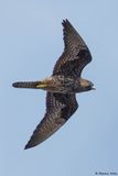 Faucon dElonore, Falco eleonorae