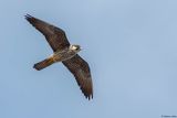 Faucon dElonore, Falco eleonorae