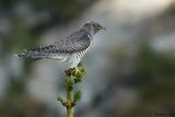 Coucou gris, Cuculus canorus 