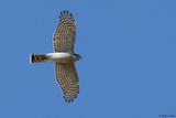 Epervier dEurope, Accipiter nisus