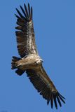 Vautour fauve, Gyps fulvus