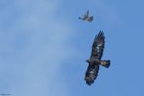 Aigle royal, Aquila chrysaetos