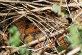 Vipre aspic, Vipera aspis aspis