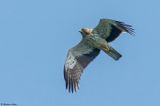 Aigle bott, Hieraaetus pennatus