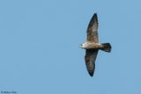 Faucon plerin, Falco peregrinus