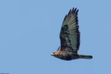 Buse des steppes, Buteo buteo vulpinus