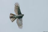 Epervier dEurope, Accipiter nisus