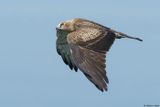 Circate Jean-le-Blanc, Circaetus gallicus