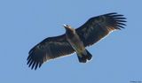 Aigle criard, Clanga clanga