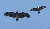 Aigle criard, Clanga clanga