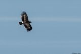 Aigle criard, Clanga clanga