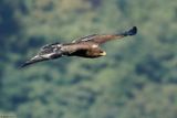 Aigle pomarin, Clanga pomarina