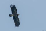 Aigle pomarin, Clanga pomarina