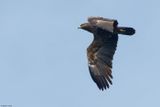 Aigle pomarin, Clanga pomarina