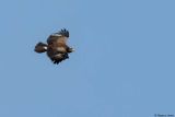 Aigle pomarin, Clanga pomarina