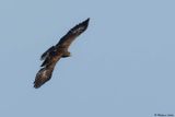 Aigle pomarin, Clanga pomarina