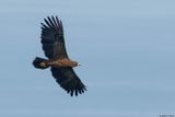 Aigle pomarin, Clanga pomarina