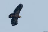 Aigle pomarin, Clanga pomarina