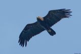 Aigle pomarin, Clanga pomarina