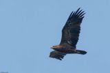 Aigle pomarin, Clanga pomarina
