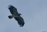 Aigle pomarin, Clanga pomarina