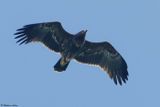 Aigle pomarin, Clanga pomarina