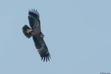 Aigle pomarin, Clanga pomarina