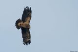 Aigle pomarin, Clanga pomarina
