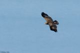 Aigle pomarin, Clanga pomarina